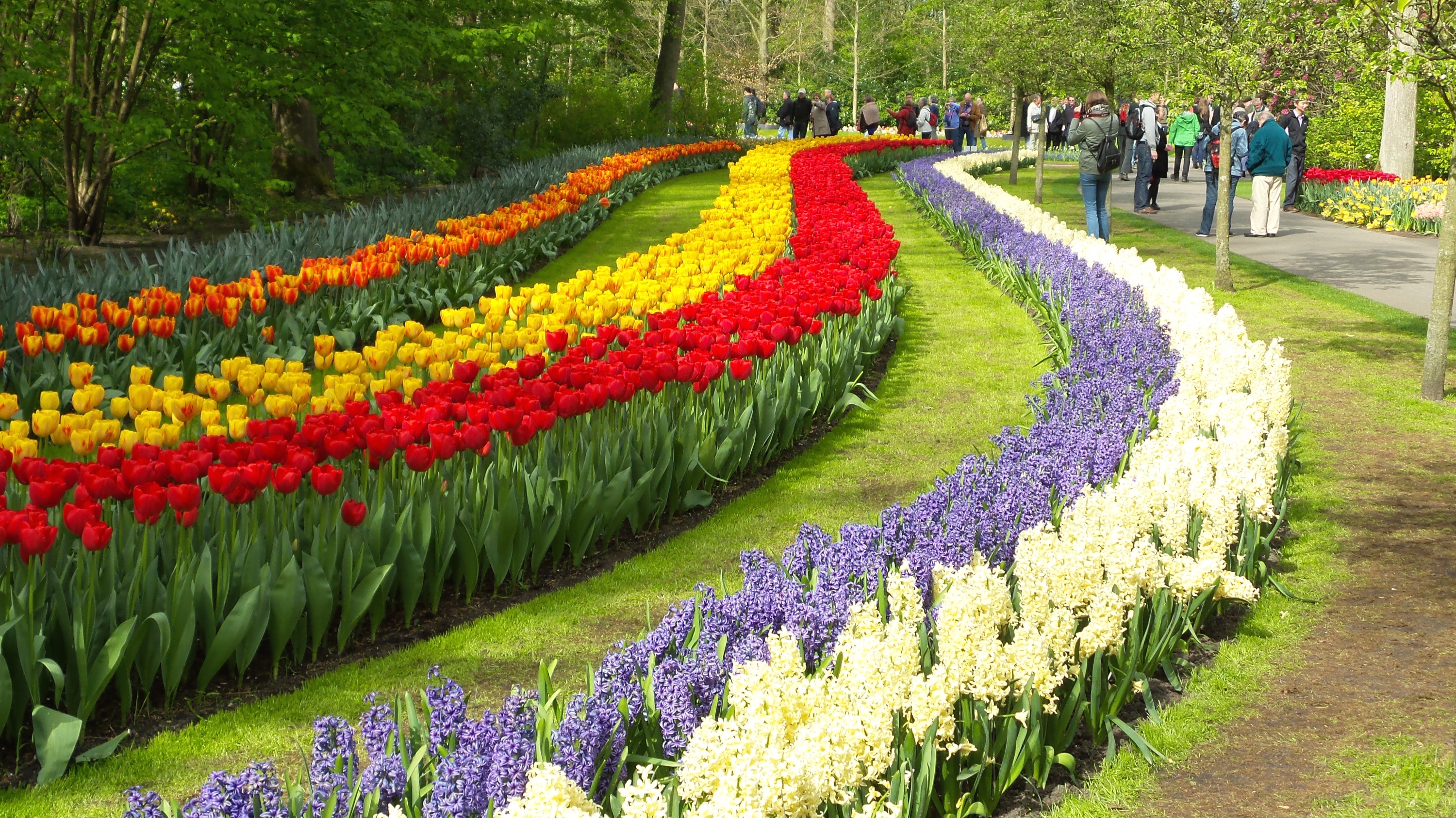2014-04-17 Holland Tulips 27.jpg
